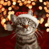 Christmas Quiz Cat Christmas Quiz Cat