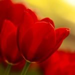 Quiz 164s Featured Image is from the Spring Flowers Picture Round